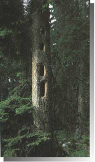 fauna foresta umbra